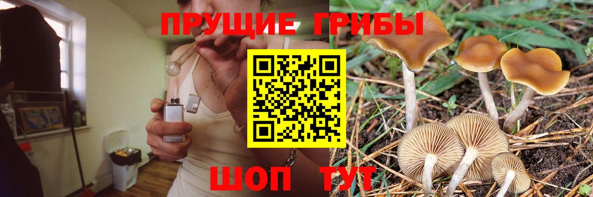 Псилоцибиновые грибы Cubensis  Псилоцибиновые грибы прущие грибы  Жигулёвск 